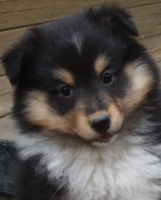 Les chiots de Shetland Sheepdog
