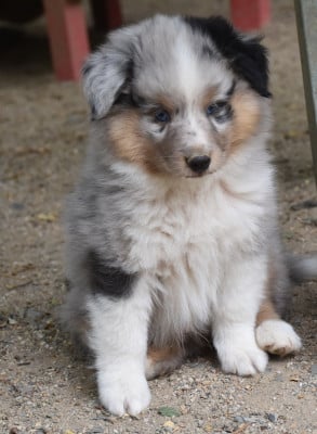 Les chiots de Shetland Sheepdog