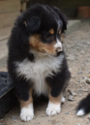 Les chiots de Shetland Sheepdog