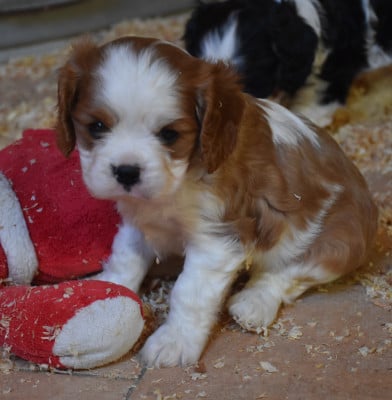 Les chiots de Cavalier King Charles Spaniel