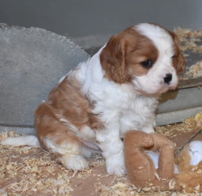 Les chiots de Cavalier King Charles Spaniel