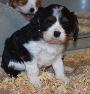 Les chiots de Cavalier King Charles Spaniel