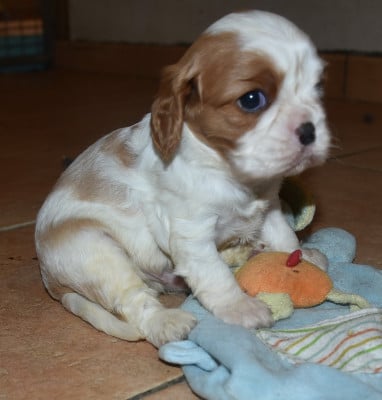 Les chiots de Cavalier King Charles Spaniel