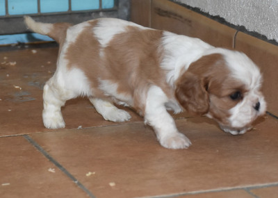 Les chiots de Cavalier King Charles Spaniel
