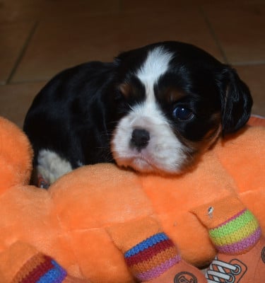 Les chiots de Cavalier King Charles Spaniel