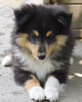 Les chiots de Shetland Sheepdog