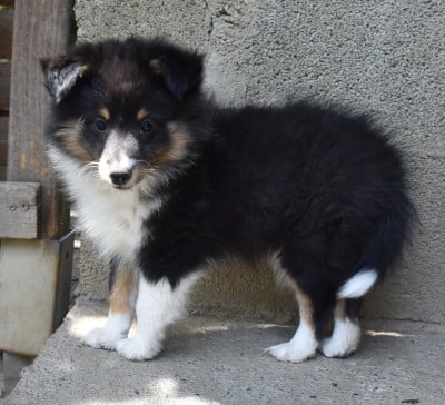 Les chiots de Shetland Sheepdog