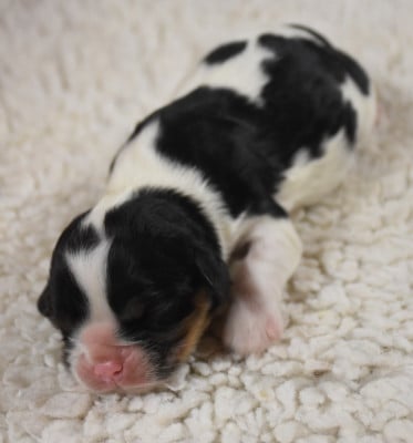 Les chiots de Cavalier King Charles Spaniel