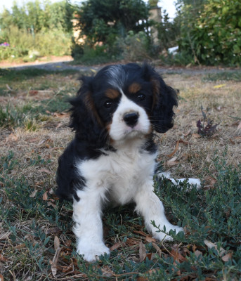 Les chiots de Cavalier King Charles Spaniel