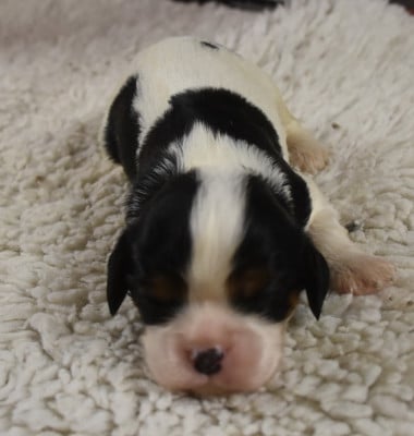 Les chiots de Cavalier King Charles Spaniel