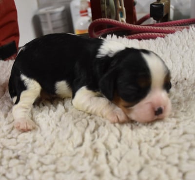 Les chiots de Cavalier King Charles Spaniel
