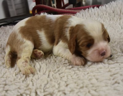 Les chiots de Cavalier King Charles Spaniel