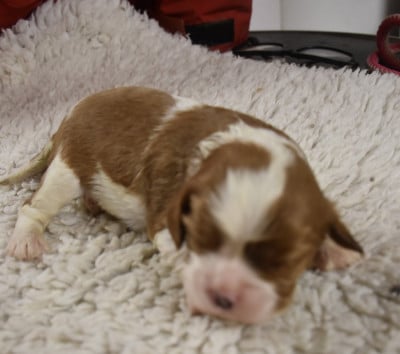 Les chiots de Cavalier King Charles Spaniel