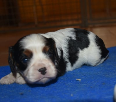 Les chiots de Cavalier King Charles Spaniel
