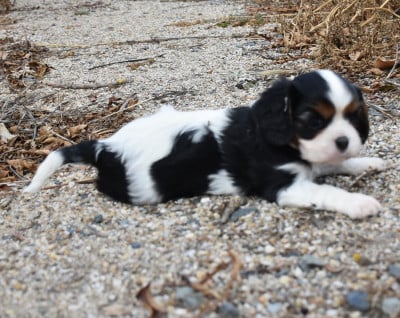 Les chiots de Cavalier King Charles Spaniel