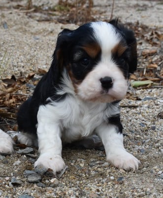 Les chiots de Cavalier King Charles Spaniel