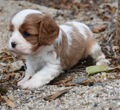Les chiots de Cavalier King Charles Spaniel
