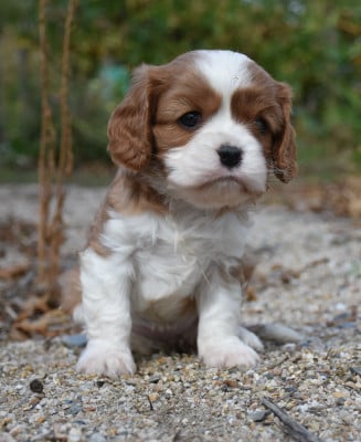 Les chiots de Cavalier King Charles Spaniel