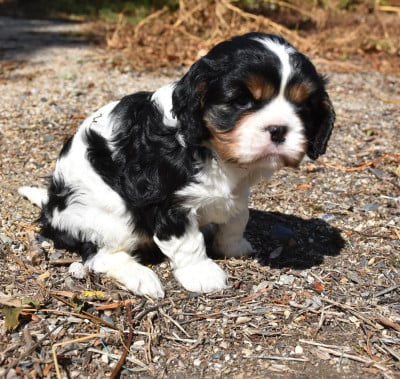 Les chiots de Cavalier King Charles Spaniel