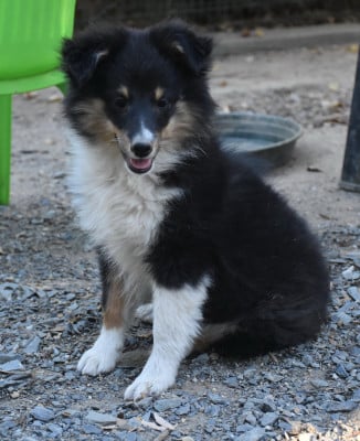 Les chiots de Shetland Sheepdog