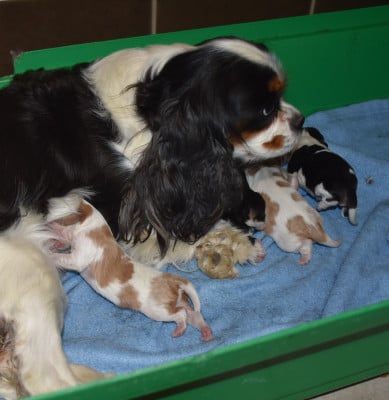 MALE BLENHEIM - Cavalier King Charles Spaniel