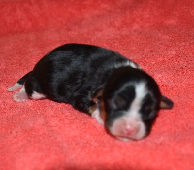 Les chiots de Cavalier King Charles Spaniel