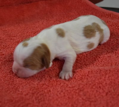 Les chiots de Cavalier King Charles Spaniel