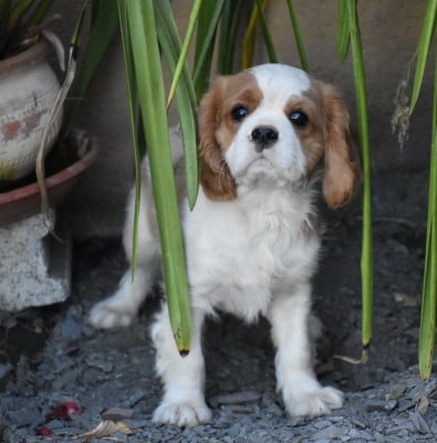 Les chiots de Cavalier King Charles Spaniel