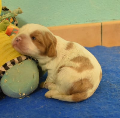 Les chiots de Cavalier King Charles Spaniel