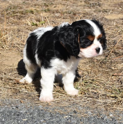 Les chiots de Cavalier King Charles Spaniel