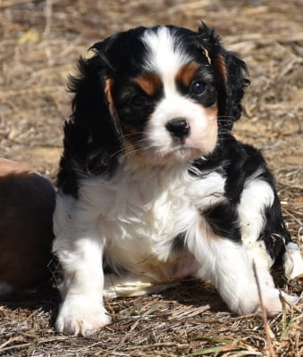 Les chiots de Cavalier King Charles Spaniel