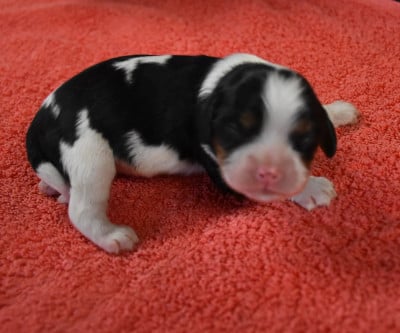 Cavalier King Charles Spaniel