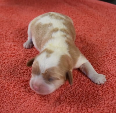 male blenheim - Cavalier King Charles Spaniel