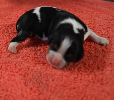 femelle tricolore - Cavalier King Charles Spaniel