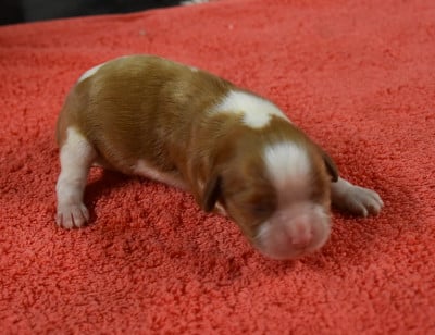 femelle blenheim - Cavalier King Charles Spaniel