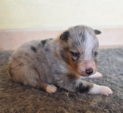 male bleu merle - Shetland Sheepdog