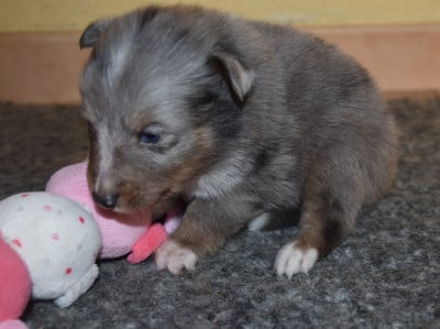 male bleu merle - Shetland Sheepdog