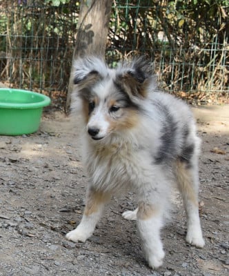 Les chiots de Shetland Sheepdog