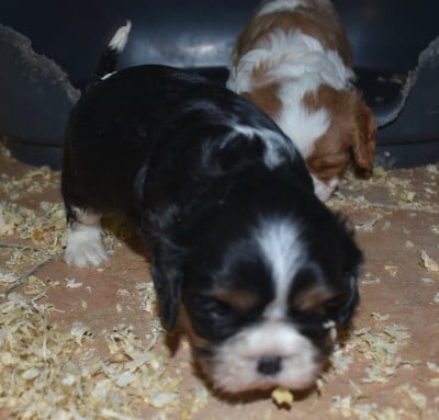 Les chiots de Cavalier King Charles Spaniel