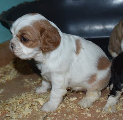 Les chiots de Cavalier King Charles Spaniel