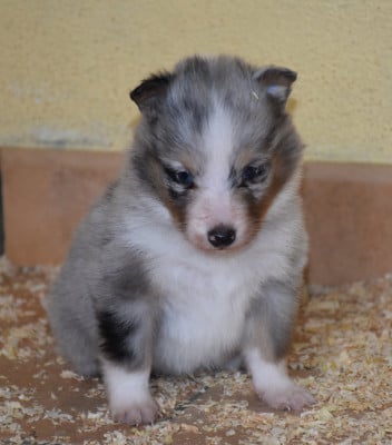 Les chiots de Shetland Sheepdog