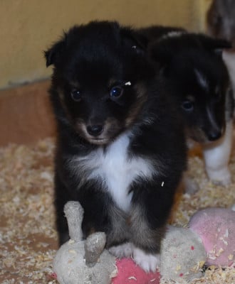 Les chiots de Shetland Sheepdog