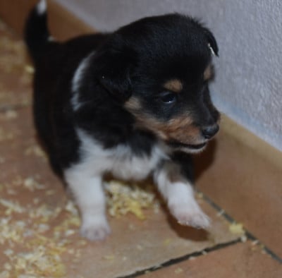 Les chiots de Shetland Sheepdog