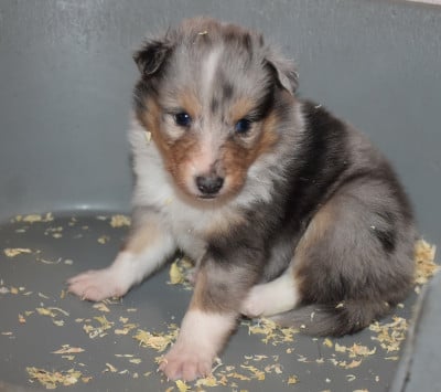 Les chiots de Shetland Sheepdog