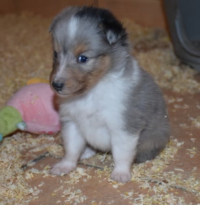 Les chiots de Shetland Sheepdog