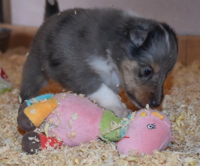 Les chiots de Shetland Sheepdog