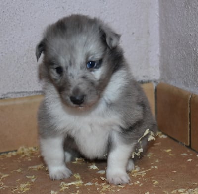 Les chiots de Shetland Sheepdog