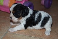 De la combe berail - Cavalier King Charles Spaniel - Portée née le 25/09/2018