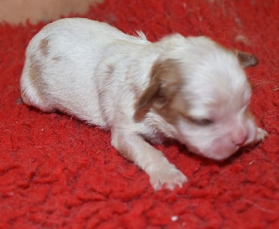 Les chiots de Cavalier King Charles Spaniel