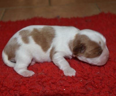 Les chiots de Cavalier King Charles Spaniel